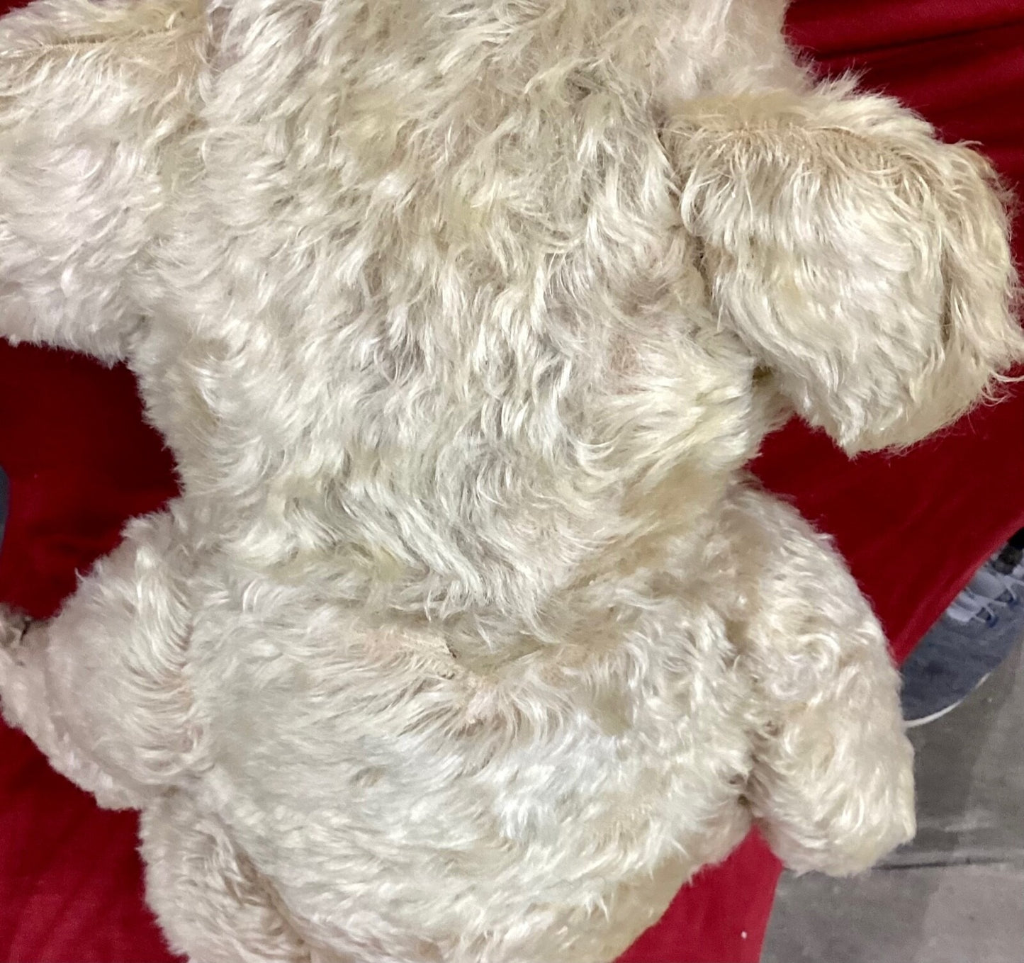 Ours Pooh Antique Années 1930 - 24" Mohair Entièrement Articulé