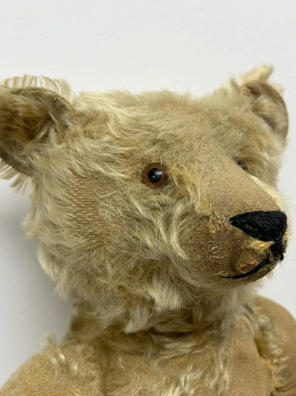Ours Steiff Antique 20" avec Bouton "F"