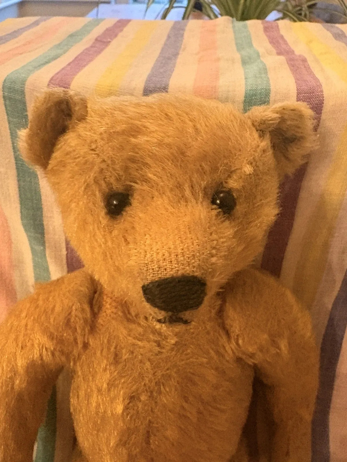 Ours Steiff Mohair Blond 30 cm Années 1950-60