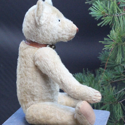 "Favorite Teddy" Ours EDUCA CRAMER Années 1920