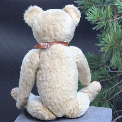 "Favorite Teddy" Ours EDUCA CRAMER Années 1920