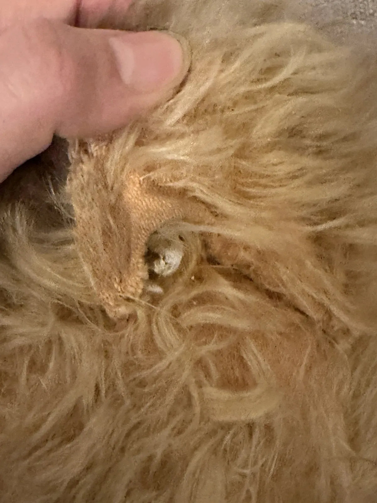 Grand Ours Mohair Doré 25"
