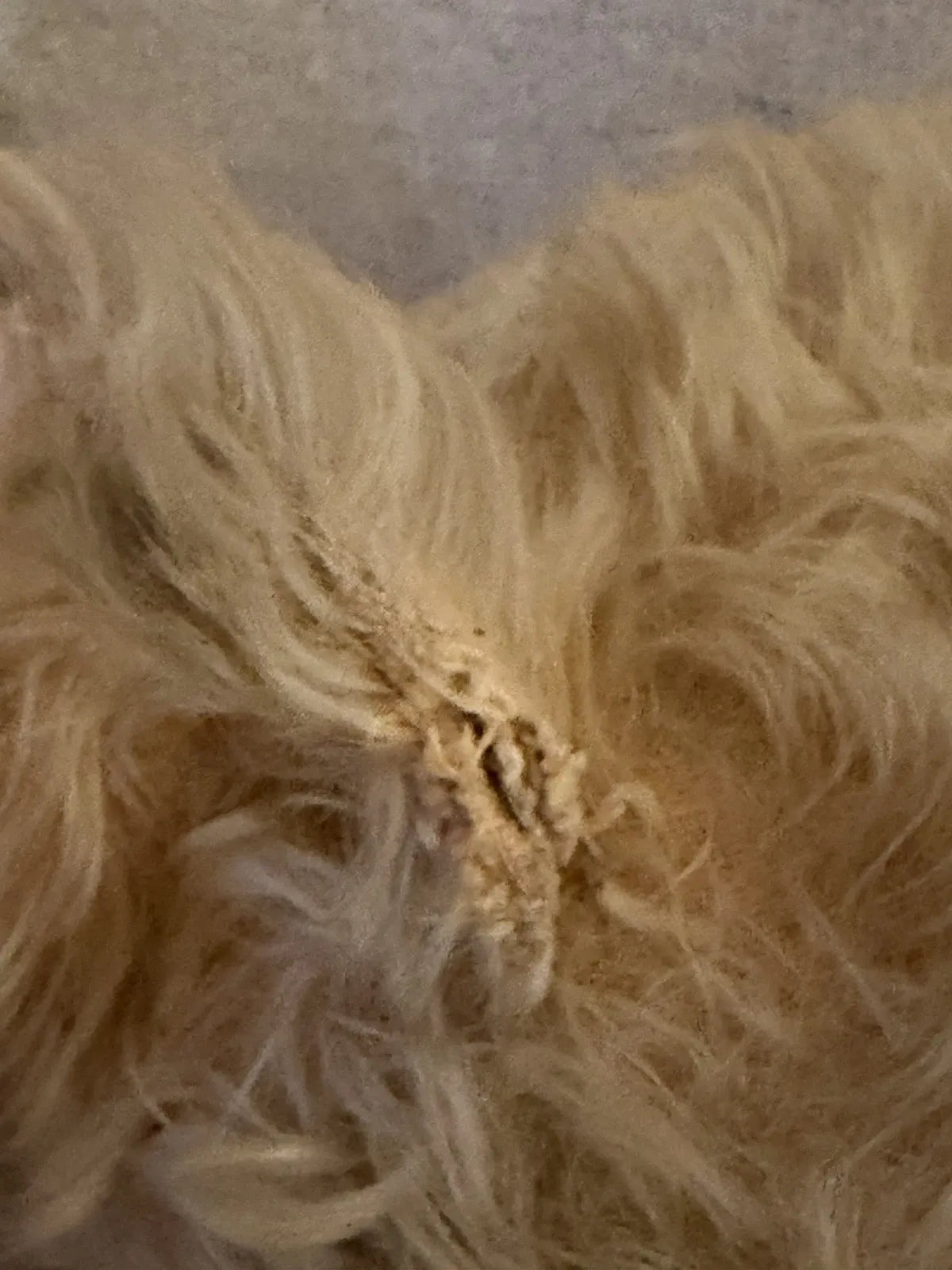 Grand Ours Mohair Doré 25"