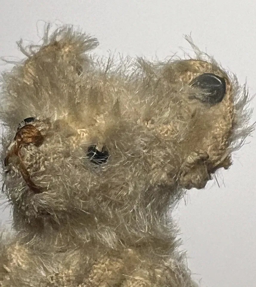 Ours Miniature Steiff Années 1900 (3.5")